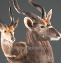 nyalabushbuck